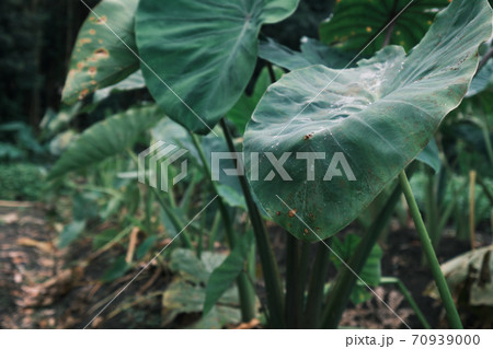 里芋の大きな葉っぱ 里芋の大きな葉っぱ 70939000