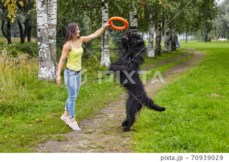 Girl is training black briard with help of toy outdoor. 70939029