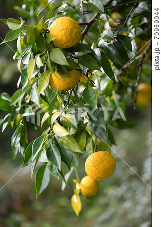 熟しはじめた柚子 熟しはじめた柚子 70939044