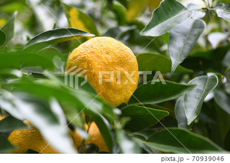 熟しはじめた柚子 70939046