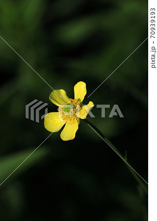 小さな黄色い花を付け目を引きつけるマツバキンポウゲの写真素材