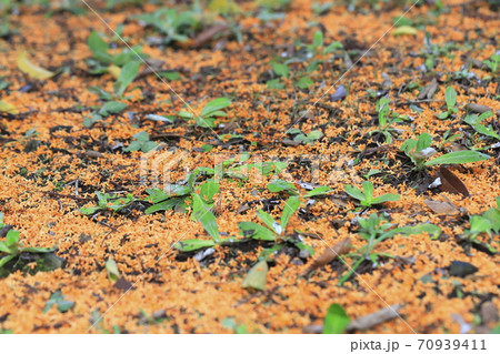 雨に散った金木犀(キンモクセイ)の花 雨に散った金木犀(キンモクセイ)の花 70939411