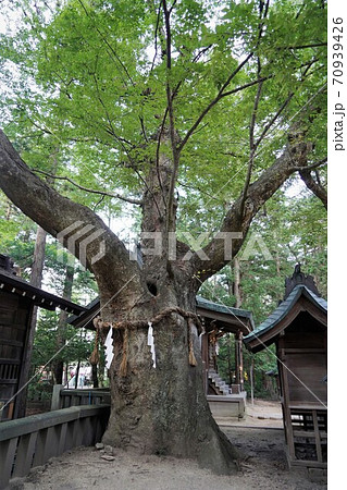 凛とした静寂の信州あずみ野穂高神社（欅の木） 70939426