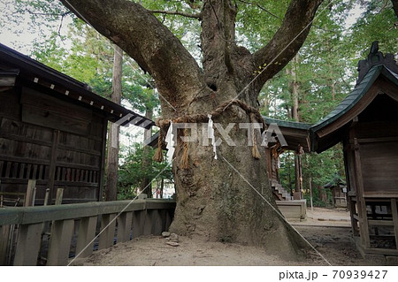 凛とした静寂の信州あずみ野穂高神社(欅の木) 凛とした静寂の信州あずみ野穂高神社(欅の木) 70939427