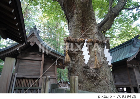 凛とした静寂の信州あずみ野穂高神社(欅の木) 凛とした静寂の信州あずみ野穂高神社(欅の木) 70939429