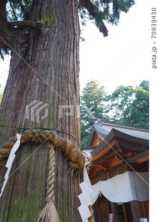 凛とした静寂の信州あずみ野穂高神社(欅の木) 凛とした静寂の信州あずみ野穂高神社(欅の木) 70939430