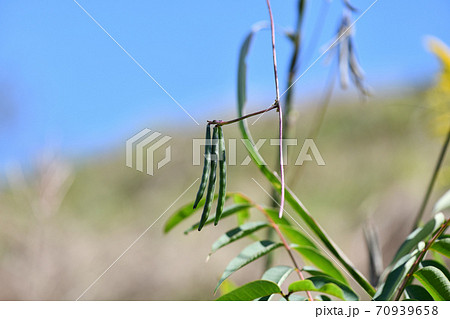 ヤブツルアズキの果実 ヤブツルアズキの果実 70939658