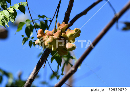 ヌルデの虫こぶ ヌルデの虫こぶ 70939879