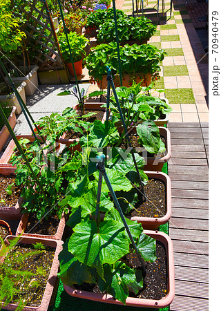 マンションのルーフバルコニーでおうち時間に野菜を育てよう 家庭菜園で自給自足の写真素材