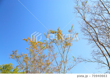 秋の公園 色づくサルスベリの葉の写真素材