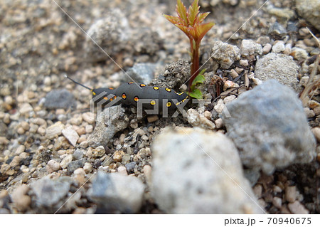 セスジスズメの幼虫 セスジスズメの幼虫 70940675