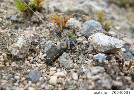 セスジスズメの幼虫 セスジスズメの幼虫 70940683