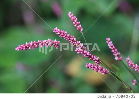 秋の野原に咲くイヌタデのピンクの花の写真素材