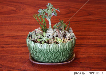 多肉植物の寄せ植え、和風鉢 70940894