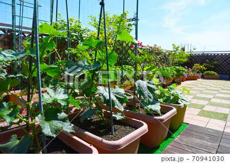 ルーフバルコニーで家庭菜園　楽しい・美味しい・うれしい・おうち時間 70941030