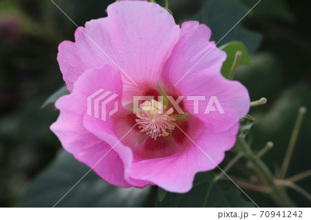 秋の公園に咲くフヨウのピンクの花の写真素材