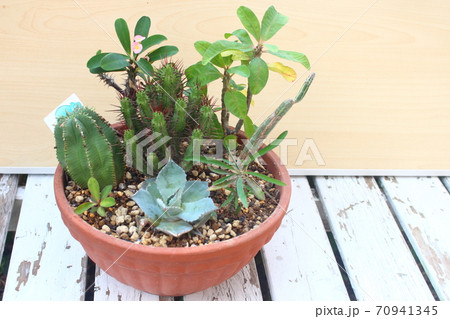 多肉植物の寄せ植え、ユーホルビア属 多肉植物の寄せ植え、ユーホルビア属 70941345
