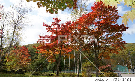 紅葉並木　赤と緑 70941431