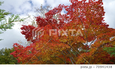 紅葉 赤と黄色と緑のグラデーション 紅葉 赤と黄色と緑のグラデーション 70941438
