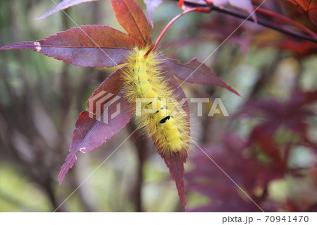リンゴドクガの幼虫 70941470
