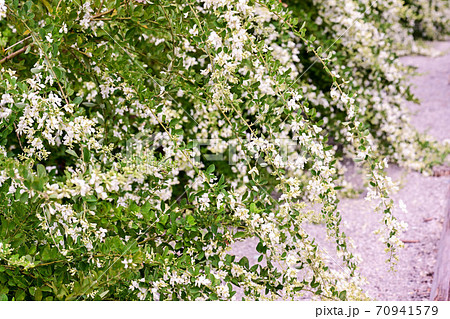 萩の寺　実性院 70941579