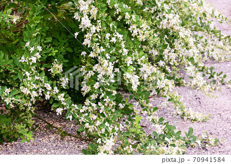 萩の寺　実性院 70941584