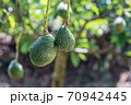 Fresh organic avocado on tree 70942445