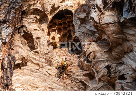 The European hornet, lat. Vespa crabro, is the largest eusocial wasp native to Europe The European hornet, lat. Vespa crabro, is the largest eusocial wasp native to Europe 70942821