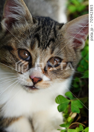 野良猫の子猫可愛いい盛り 野良猫の子猫可愛いい盛り 70942865