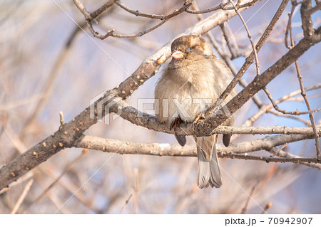 Sparrow sits on a branch without leaves with snow. Sparrow sits on a branch without leaves with snow. 70942907