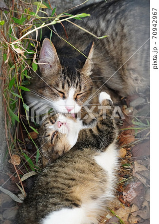 母猫に甘える可愛い子猫の写真素材