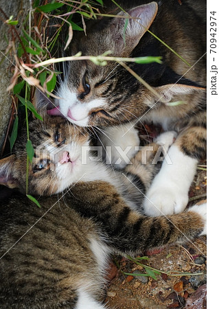 母猫に甘える可愛い子猫 70942974