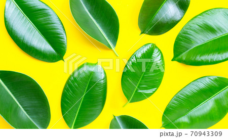 Rubber plant leaves on  yellow background. 70943309
