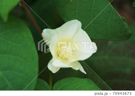 ワタ Cotton ワタ Cotton 70943673