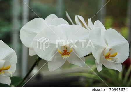 コチョウラン　Orchid 70943674