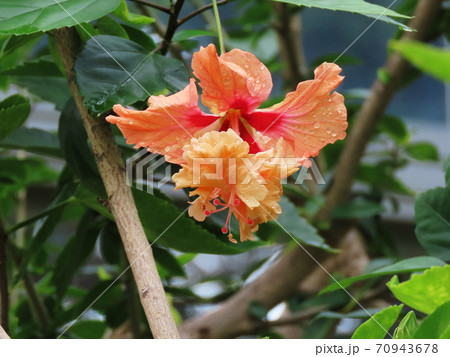 ハイビスカス　Hibiscus 70943678