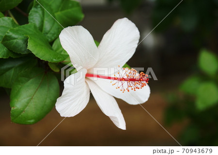 ハイビスカス Hibiscus ハイビスカス Hibiscus 70943679