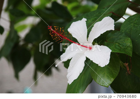 ハイビスカス　Hibiscus 70943680