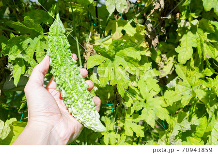 ゴーヤ畑 70943859