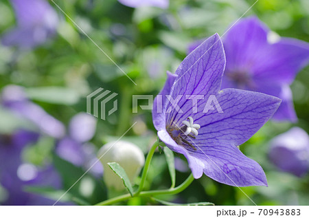桔梗 キキョウ ききょう の花の写真素材