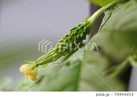 ゴーヤの若い実　実の先に萎んだ花がついている 70944053