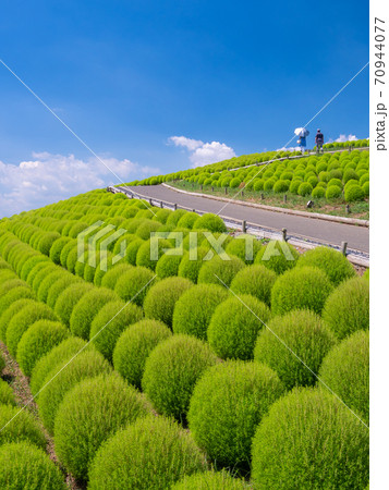 8月茨城・ひたちなか 国営ひたち海浜公園のコキア 8月茨城・ひたちなか 国営ひたち海浜公園のコキア 70944077