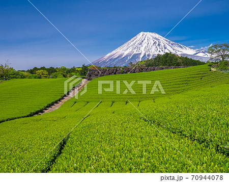 4月静岡・富士市　富士山と今宮の新芽の茶畑 70944078