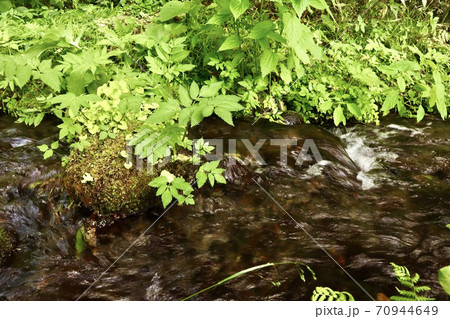 大雪旭岳源水公園 70944649