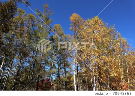 横谷渓谷の紅葉 70945363