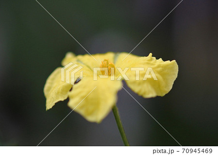 ゴーヤの雌花の雌しべ クローズアップ ゴーヤの雌花の雌しべ クローズアップ 70945469