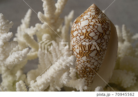 タガヤサンミナシ貝と、レプリカサンゴ 70945562