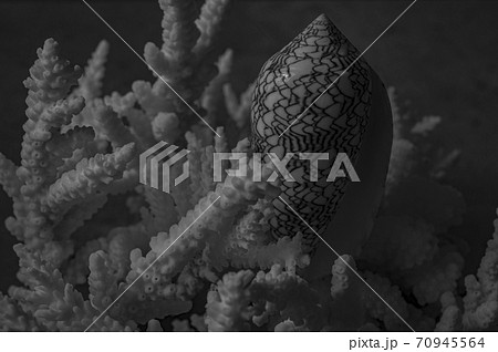 タガヤサンミナシ貝と、レプリカサンゴ 70945564