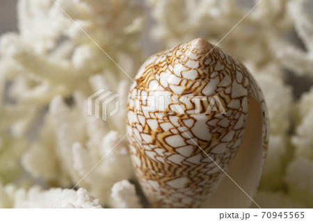 タガヤサンミナシ貝と レプリカサンゴの写真素材