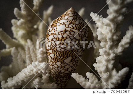 タガヤサンミナシ貝と、レプリカサンゴ 70945567